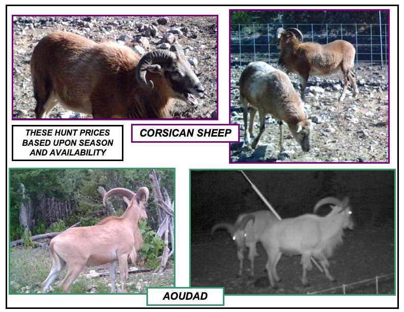 Corsican Sheep and Aoudad